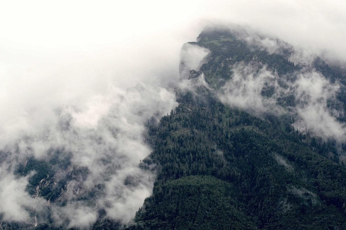 A veterinarian checking a cow